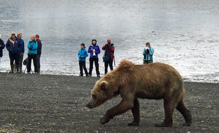 Alaska Brown Bear Watching Tours in Lake Clark National Park