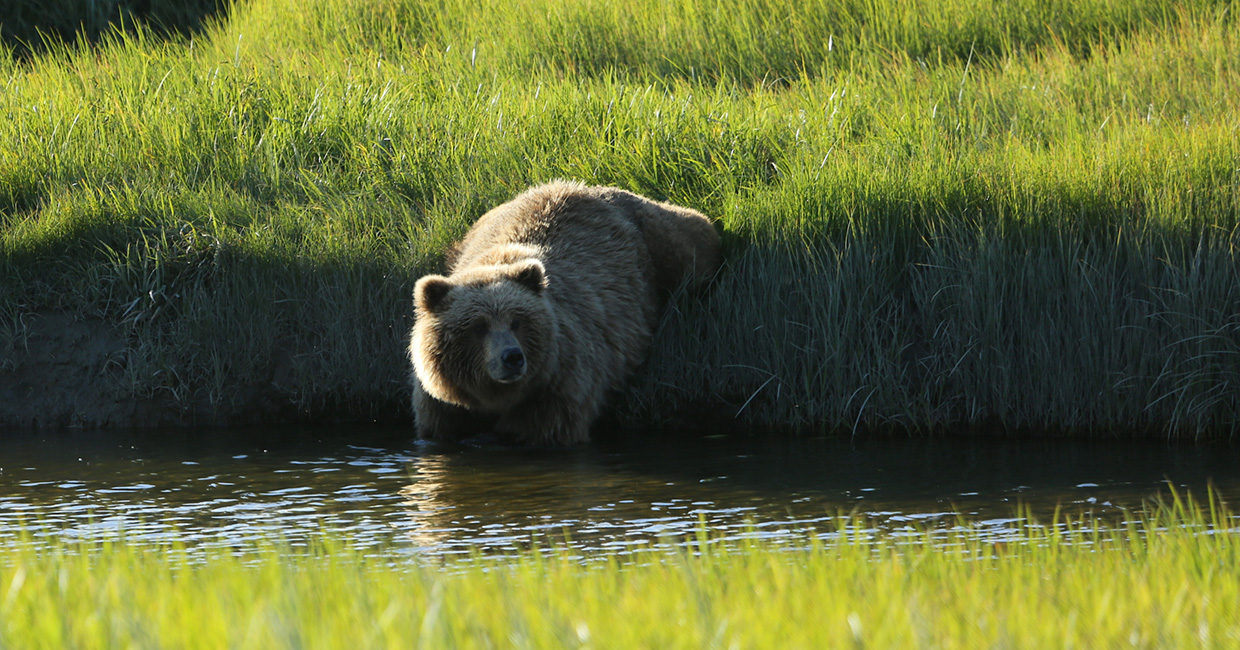 Viewing Bears at Alaska's Chinitna Bay
