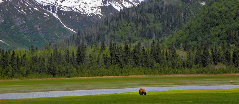 Brown Bears feeding on sedge grass in Alaska