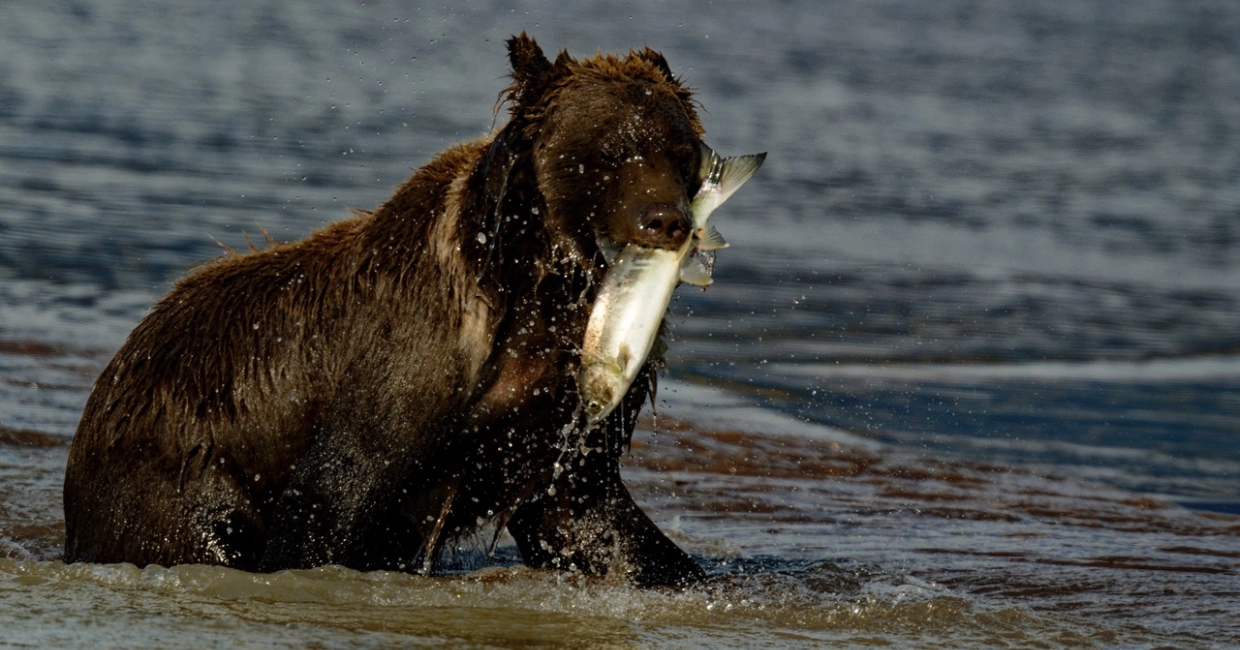 Alaska Brown Bears 1240×650