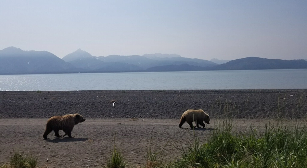Two bears walking along the shore