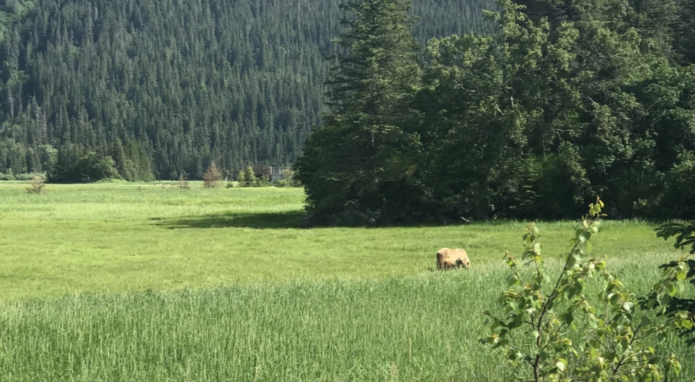 Alaska Brown Bears 2 1000×550