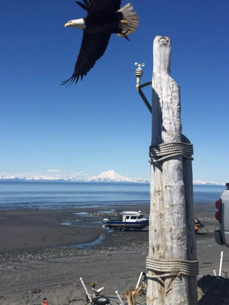 Eagle flying over and Alaskan beach