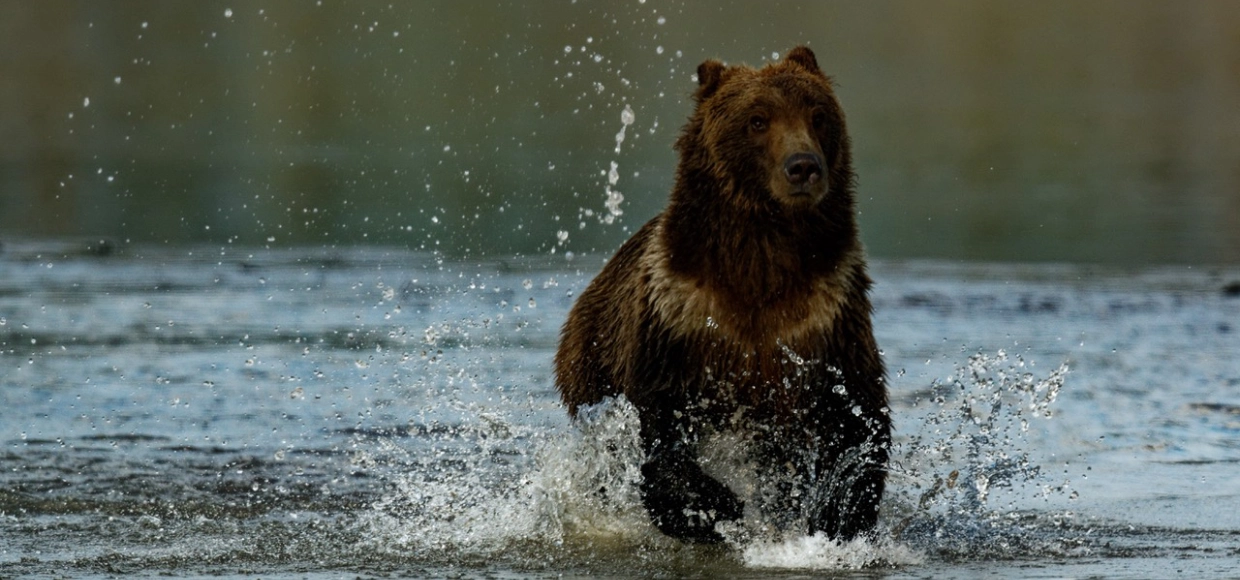 Homer Bear Tours 1240×580
