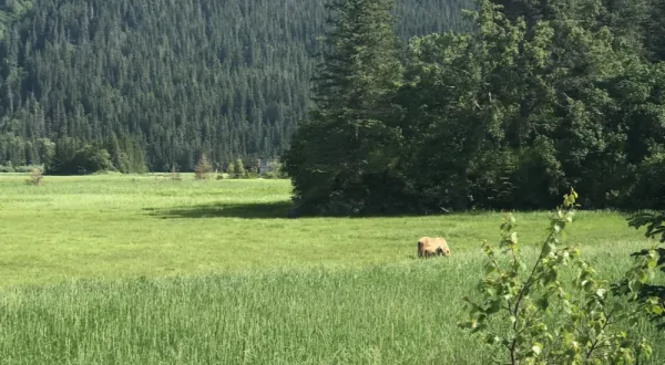 Alaska Brown Bears 2 1000×550